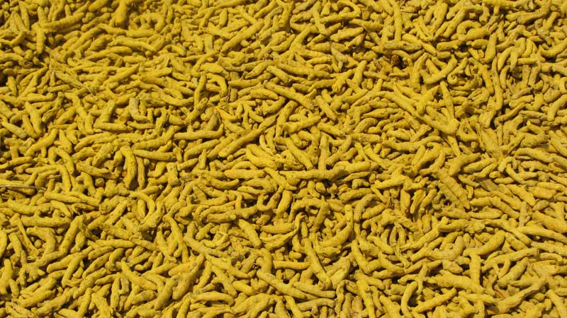 Polished Raw Natural turmeric finger, for Cooking, Food Medicine, Cosmetics, Specialities : Pure, Long Shelf Life