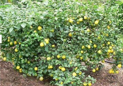 Natural Lemon Plant, for Gardening