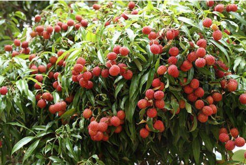 Litchi Plant, for Agriculture, Nursery Use