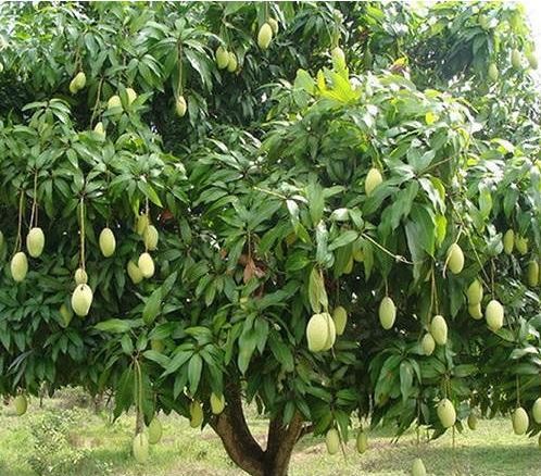 Mango Plant