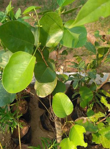 red sandalwood plant