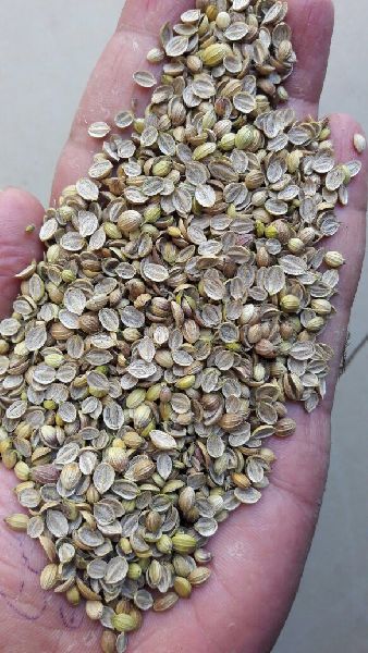 Raw Natural coriander seeds, for Cooking, Spices, Certification : FSSAI Certified