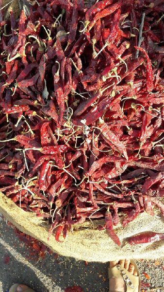 Raw GMO dried red chilies, for Cooking, Spices, Certification : FSSAI Certified