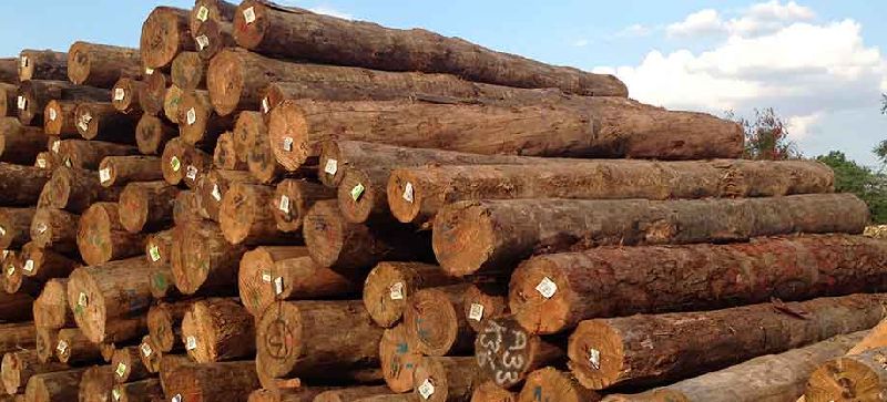 Pine Wood Logs, Feature : robust structure