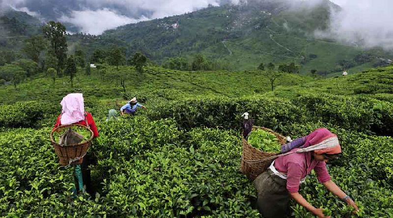 Darjeeling Tea leaves