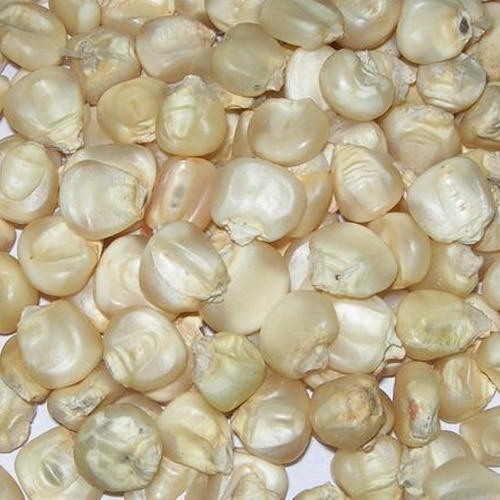 White Corn Seeds, for Animal Feed, Cooking, Food Grade Powder, Style : Dried, Fresh