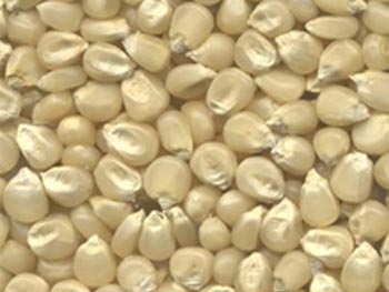 White Maize Seeds, Style : Dried, Fresh