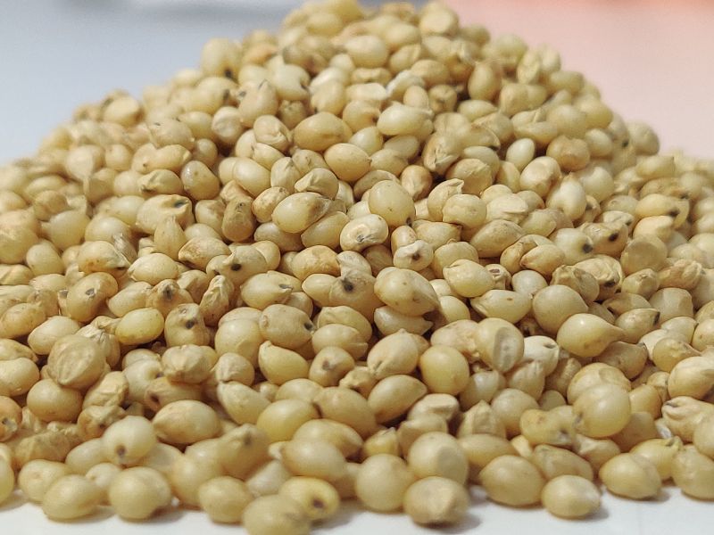 Natural Sorghum Seeds, for Cooking, Packaging Type : Plastic Packet