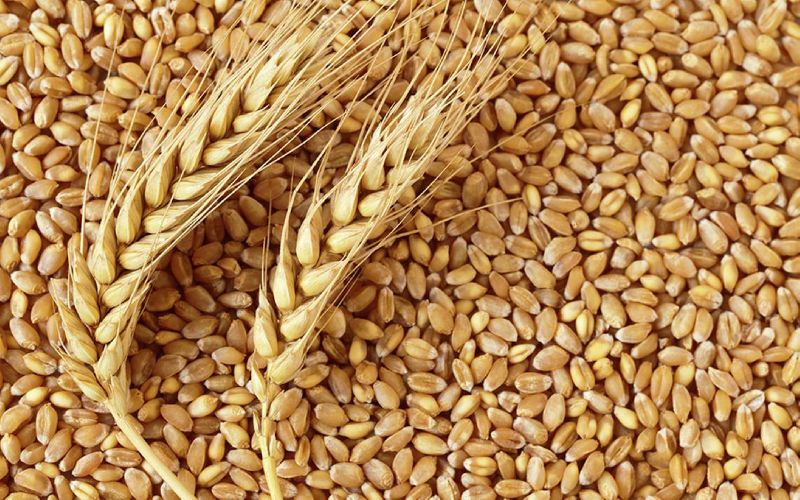 Natural Wheat Seeds, for Chapati, Khakhara, Roti, Feature : Gluten Free, Healthy, Hybrid
