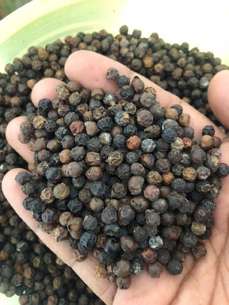 Bold Natural black pepper, for Spices, Packaging Type : Plastic Pouch, Plastic Box