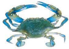 Fresh Blue Crab, for Household, Restaurant, Packaging Type : Disposable Box