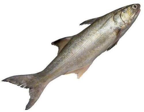 Fresh Indian Salmon Fish