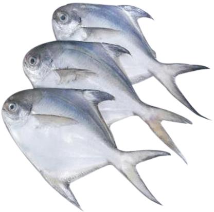 Fresh White Pomfret Fish