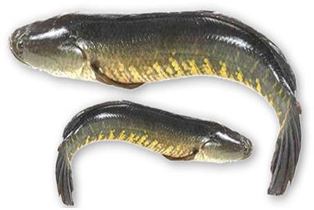 Live Murrel Fish, for Household, Mess, Restaurants, Packaging Type : Vacuum Pack