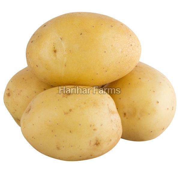 DOLPUR KAMPA Laukar Potato, for Cooking, Snacks, Feature : Fresh, Hygienically Packed