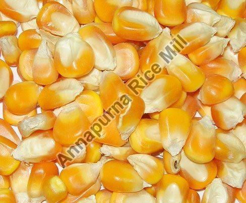 Oval Common yellow maize, for Human Food, Style : Dried, Raw