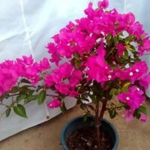 Bogan Bellia Plant, For Agriculture, Color : Pink