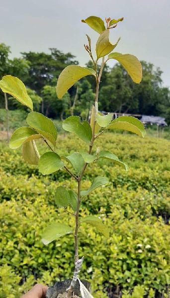 Apple Ber Plant