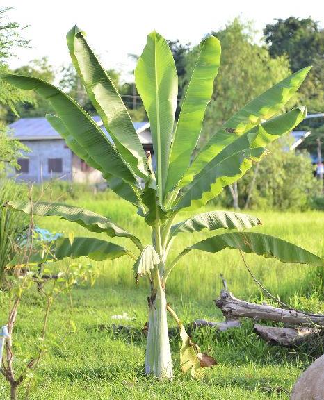 Natural Banana Plant, for Farming, Packaging Type : Plastic Bag