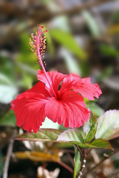 Fresh Hibiscus Flower