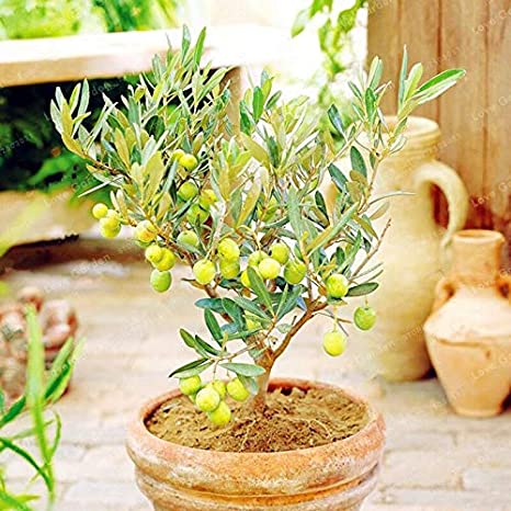 Olive plant, for Farming
