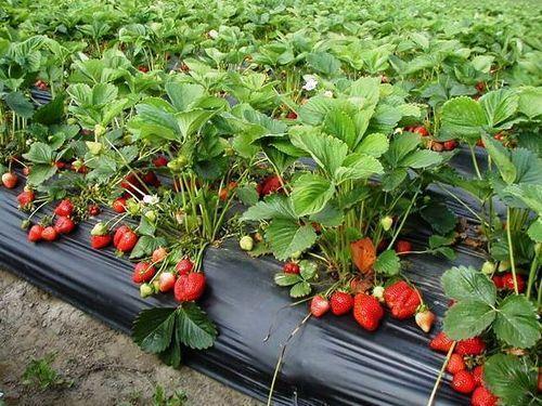 Strawberry Plant, for Farming, Packaging Type : PP Bags
