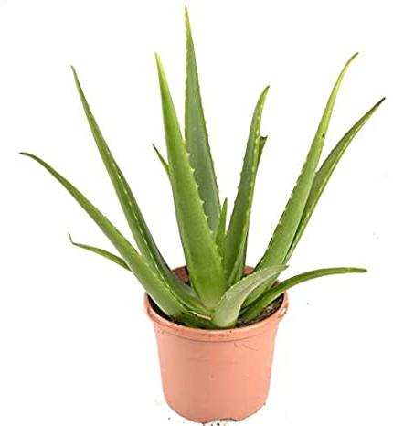 Aloe Vera Plant, Feature : Insect Free, Easy To Grow