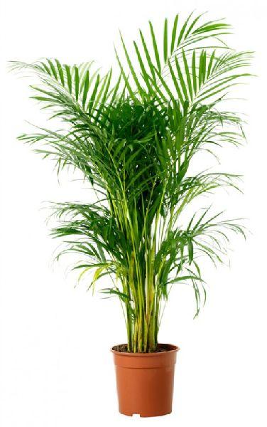 Areca Palm Plant, for Garden Plantation, Size : 3-4 Feet