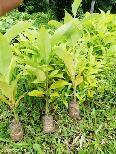 Titachapa Plant, Color : Green