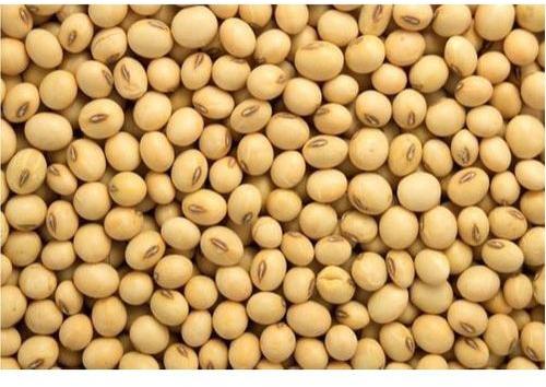 Organic Soybean Seeds