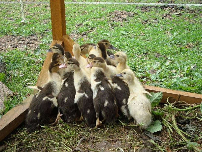 Indian runner Duck Chicks, for Farming, Size : Small