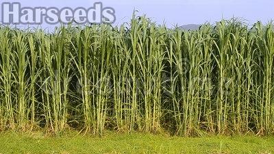 Bajra Grass Seeds