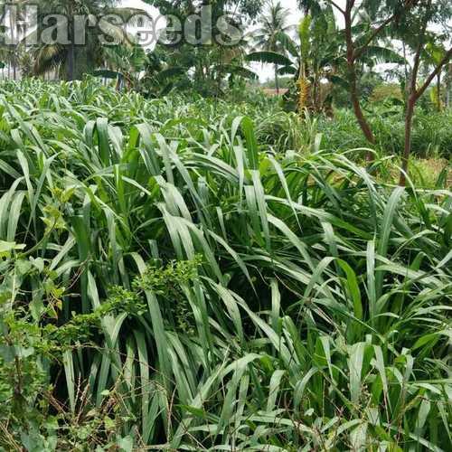 Jinjwa Grass Seeds, for Agriculture, Purity 98 at Best Price in Jind