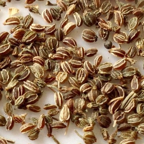 Celery Seeds, Packaging Type : Plastic Packet