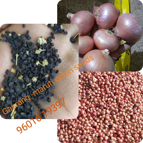 M-gaurang onion seeds