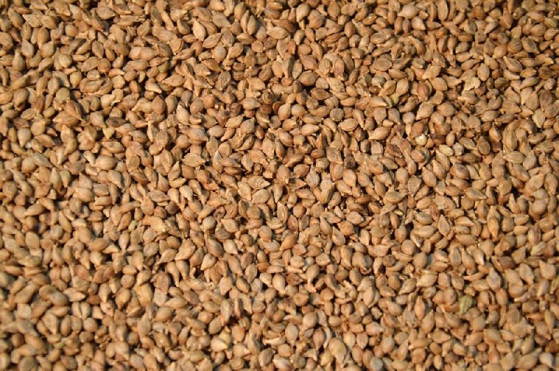 Natural Brown Top Millet Seeds