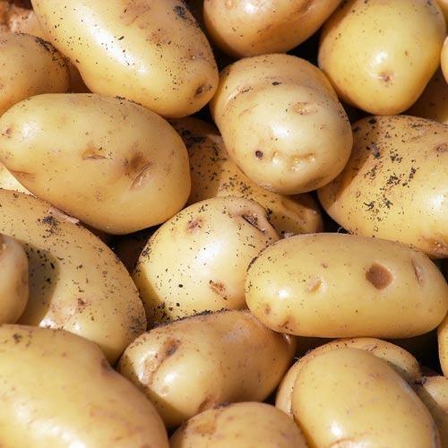 Natural Fresh Pukhraj Potato, Feature : Floury Texture