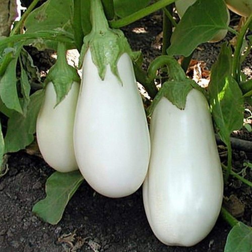 Natural Fresh White Brinjal