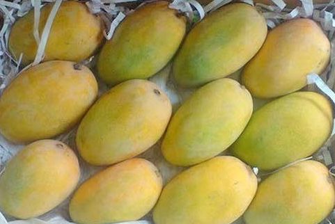 Natural kesar mango, Packaging Size : 10-20kg