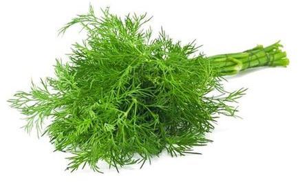 Organic Fresh Dill Leaves, Packaging Type : Packet