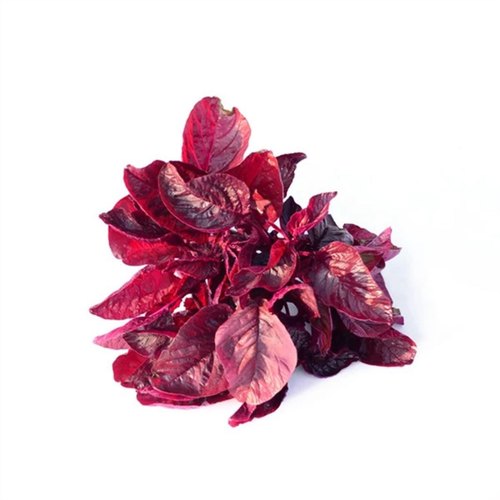 Organic Fresh Red Amaranth Leaves, Packaging Type : 10-20kg