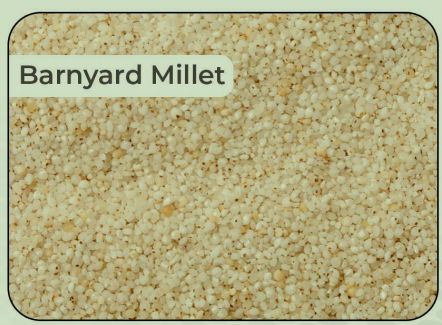 Natural Barnyard Millet Seeds, Packaging Type : Gunny Bag, Jute, Plastic Bag