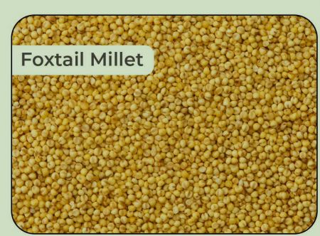 Natural Foxtail Millet Seeds, for Cattle Feed, Cooking, Packaging Type : Gunny Bag, Jute, Plastic Bag