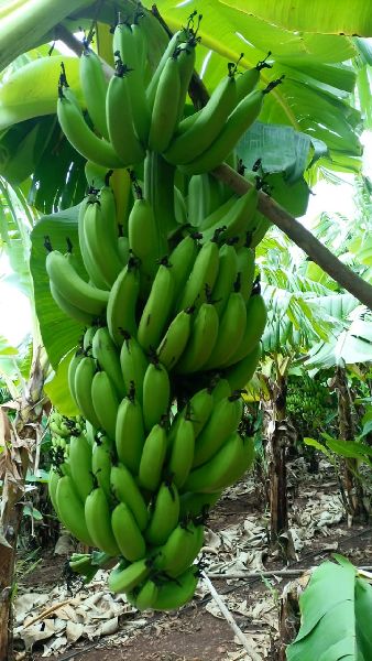 Natural G9 Cavendish Banana, for Human Consumption, Shelf Life : 20 Days