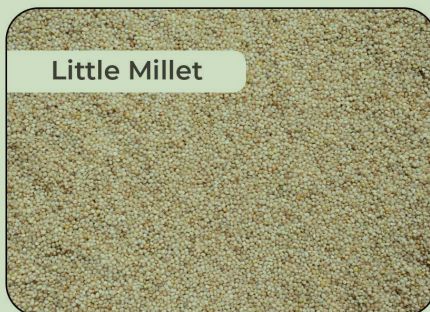 Little Millet Seeds, Variety : White Skin