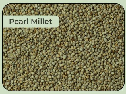 Natural Pearl Millet Seeds, for Cattle Feed, Cooking, Packaging Type : Gunny Bag, Jute, Plastic Bag