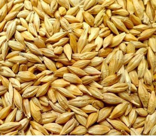 Common barley seeds, Packaging Type : Pp Bag