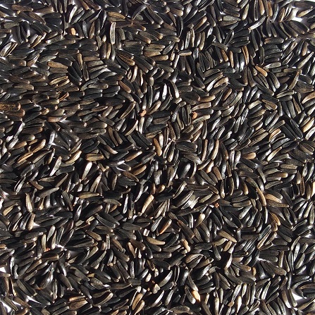 Niger Seeds, for Bird Feed, Purity : 99%
