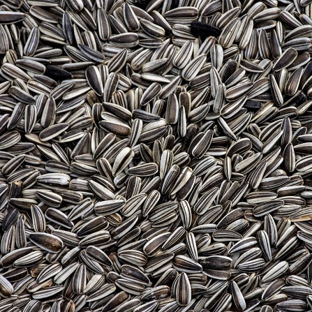 Sunflower seeds, for Agriculture, Bird Feed, Purity : 99%