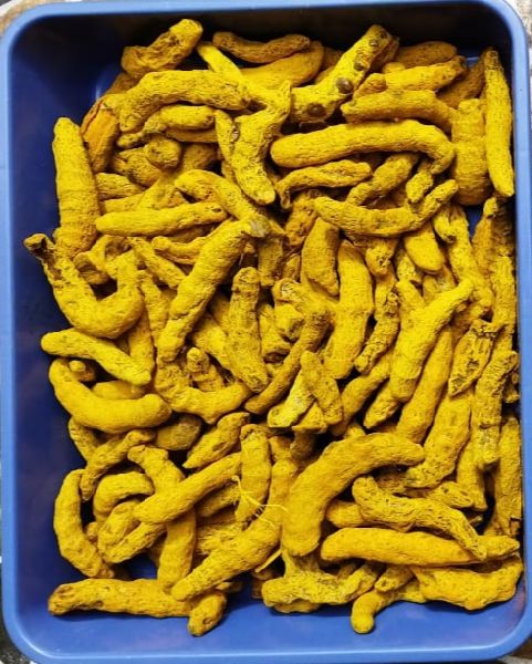 Raw turmeric finger, Packaging Type : Plastic Packet